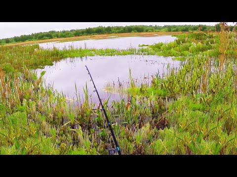 Видео: БЕШЕНЫЙ КЛЁВ ЩУКИ В ДИКОМ БОЛОТЕ !!! Вот это рыбалка !