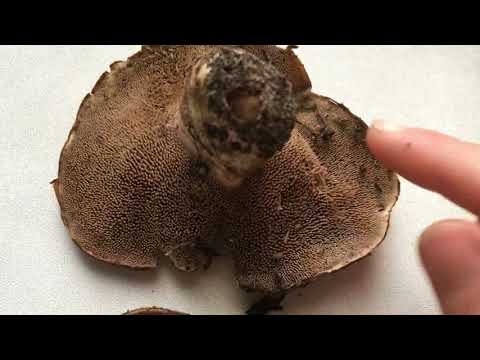 Видео: Ежовик пестрый (Sarcodon Imbricatus)