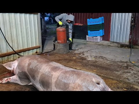 Видео: Кабан Петрен❓️Чи буде сало❓️Ранок в селі,забій кабана та екскурсія🐖🐖