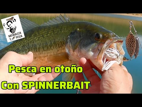 Видео: РЫБАЛКА НА ЧЕРНОГО ОКУНЯ ОСЕНЬЮ ПРИМАНКИ И СПЕЦИАЛЬНЫЕ ТЕХНИКИ ДЛЯ ЛОВЛИ КРУПНОЙ РЫБЫ.