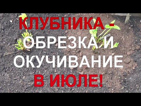 Видео: 24 Клубника: обрезка и окучивание - выращиваем по самой передовой технологии!