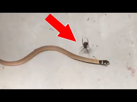 Видео: 10 Самых ненормальных животных