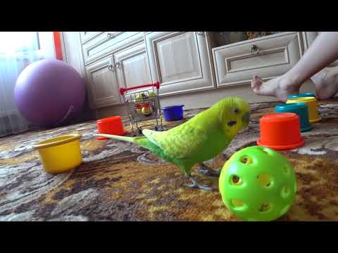 Видео: и КАК  тут не  ЗАСМЕЯТЬСЯ 😀 САМЫЙ ВЕСЕЛЫЙ ПОПУГАЙ  играет ▶️ зеленый попугайчик TV