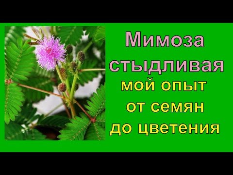 Видео: 🌿Мимоза стыдливая  мой опыт🌱 от семян до цветения🌷