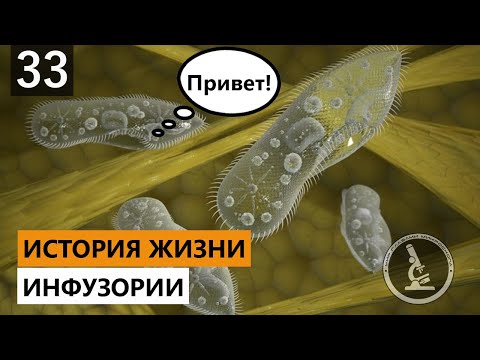 Видео: Я ИНФУЗОРИЯ И ЭТО МОЯ ИСТОРИЯ! МИР ГЛАЗАМИ ИНФУЗОРИИ ТУФЕЛЬКИ