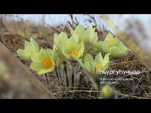 Видео: Ньургуһуннар (Николай Сибиряков)