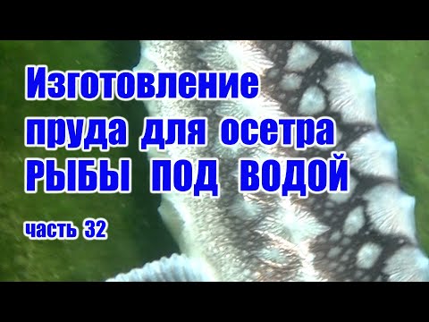 Видео: Изготовление пруда для осетра РЫБЫ ПОД ВОДОЙ (часть 32)