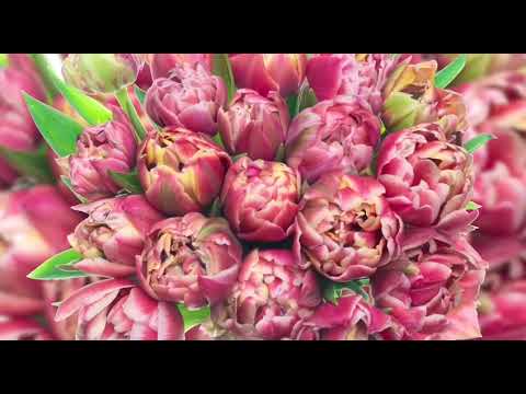 Видео: У БОГА ВСЕ ЛЕГКО. 🎁 https://t.me/SubGift1_Bot?start=b_iTLc2d2TTO 