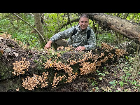 Видео: СКАЗКА ПОДМОСКОВЬЯ! ГРИБЫ ОСЕННИЕ ОПЯТА