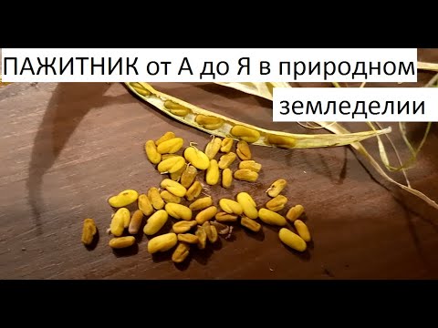 Видео: Пажитник от А до Я в природном земледелии.