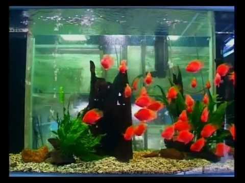 Видео: Рыба красный попугай