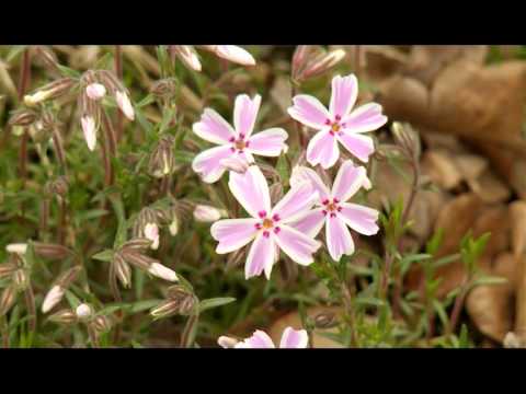 Видео: Краски и формы весеннего сада. Ландшафтные хитрости. Выпуск 98