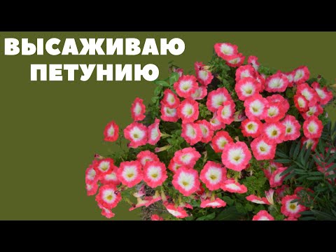 Видео: ВЫСАЖИВАЮ ПЕТУНИЮ. Сезон 2022.