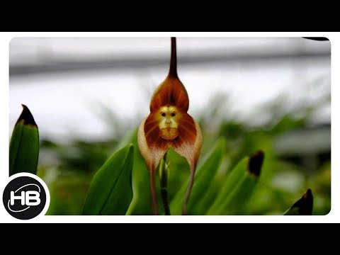 Видео: САМЫЕ НЕОБЫЧНЫЕ ЦВЕТЫ В МИРЕ