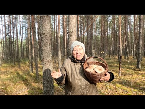 Видео: ЛИСТОПАД. ГРИБИ Й НЕ ДУМАЮТЬ ЗАКІНЧУВАТИСЬ!