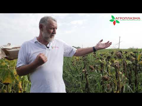 Видео: Н. И. Бенко / ЭКСКУРСИЯ В МИР СЕЛЕКЦИИ / Подсолнечник