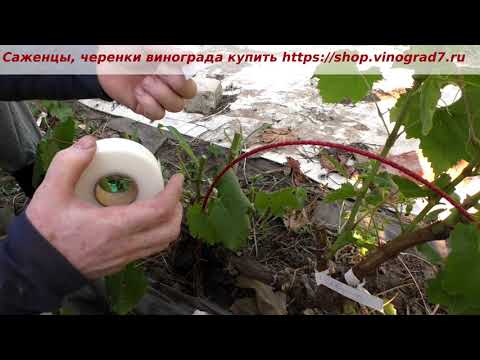 Видео: Прививка и японская лента для обмотки Buddy Tape. Пока не приноровилась к ней , не все получается.