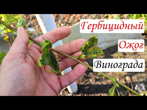 Видео: СТОП!!! Это не болезнь и химия тут НЕ ПОМОЖЕТ! Гербицидный ОЖОГ Винограда!