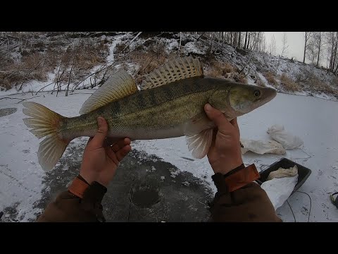 Видео: ТОЛЬКО ОПУСТИЛ ХАПУГУ И СРАЗУ ВЗЯЛ ЭТОГО КРАСАВЦА. УДАЧНОЕ ОТКРЫТИЕ СЕЗОНА ТВЁРДОЙ ВОДЫ ЗИМА 21-22г.