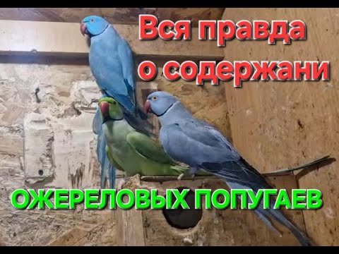Видео: Вся правда о попугае ОЖЕРЕЛОВОМ