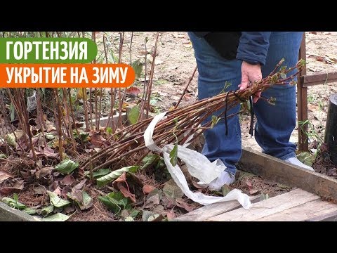 Видео: ДВА Способа УКРЫТИЯ Крупнолистной ГОРТЕНЗИИ НА ЗИМУ. Мои цветы. Мой опыт.