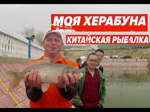 Видео: Карп на ХЕРАБУНУ. Китайская рыбалка.