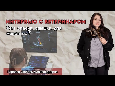 Видео: Интервью с ветеринаром: чем опасна одышка у животных🐾