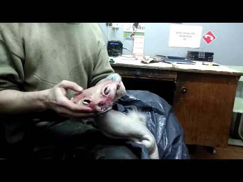 Видео: Как достать хрящ из ушей рыси.