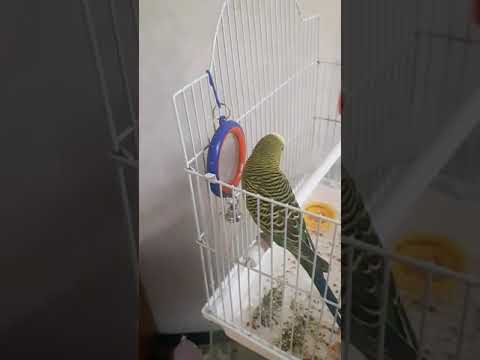 Видео: Кешаның  тілі шығып келе жатыр 👌