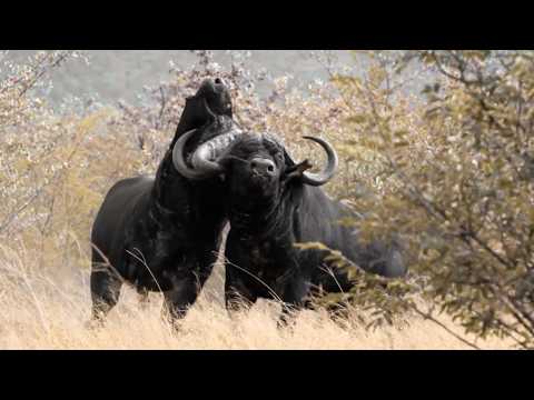 Видео: Такую махину не всегда остановит даже пуля - КАПСКИЙ БУЙВОЛ В ДЕЛЕ!