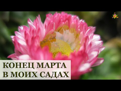 Видео: Калиновка и Алёнин сад / Выпал снег в марте...