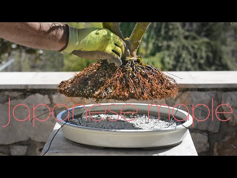 Видео: Японский клён с большим небари получил прекрасный керамический горшок — Arkefthos Bonsai