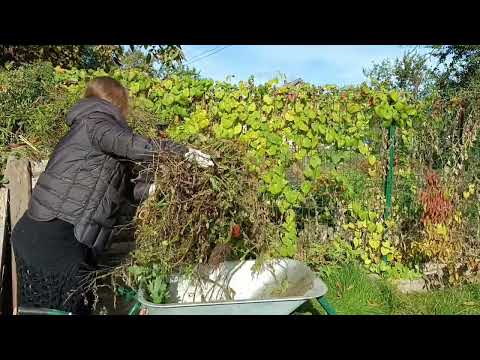 Видео: Швидке прибирання городу 11.10.2025 @flowers_garden2024