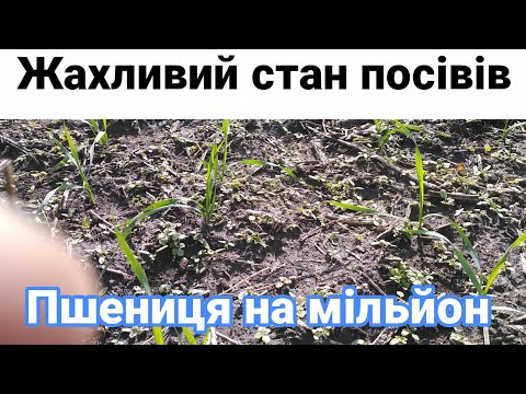 Видео: 30.10.25. Пшениці на мільйон ''Покровська'', '' Оранта '' та ячмінь '' Ізоцель ''.