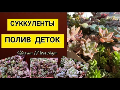 Видео: Суккуленты.  Полив деток.