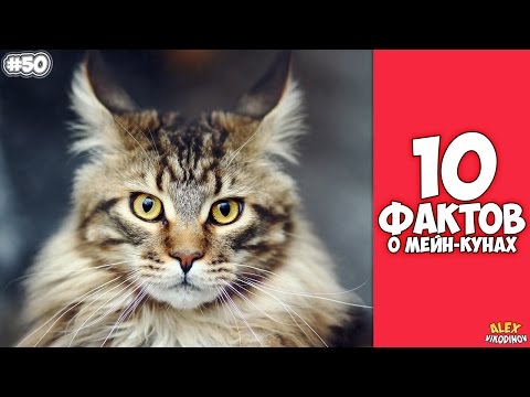 Видео: 10 интересных фактов о Мейн-кунах