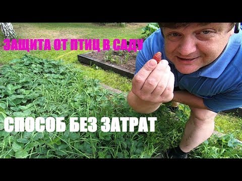 Видео: ЗАЩИТА ОТ ПТИЦ В САДУ СПОСОБ БЕЗ ЗАТРАТ земляничная поляна