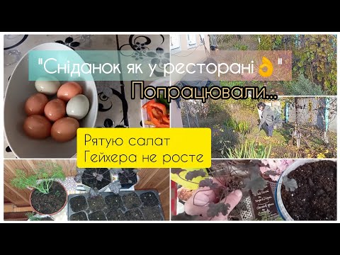 Видео: Завели генератор. "Шакшука" на сніданок. Жінку потрібно слухати😂.@natalochka2408 