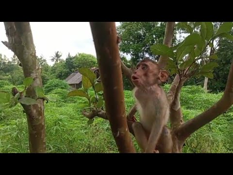 Видео: ОМГ😱‼️ ДЖОНИ ТАК МИЛО ИГРАЕТ НА ДЕРЕВЕ ГУАВЫ😍😃