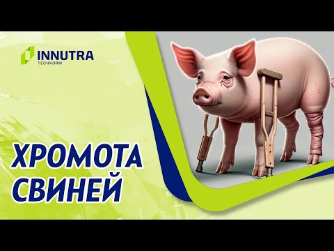 Видео: Хромота у свиней. Методы лечения.