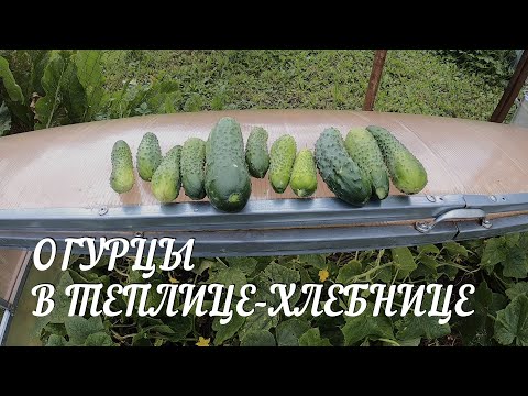 Видео: Выращиваем огурцы в теплице