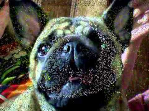 Видео: собака бывает кусачей..wmv