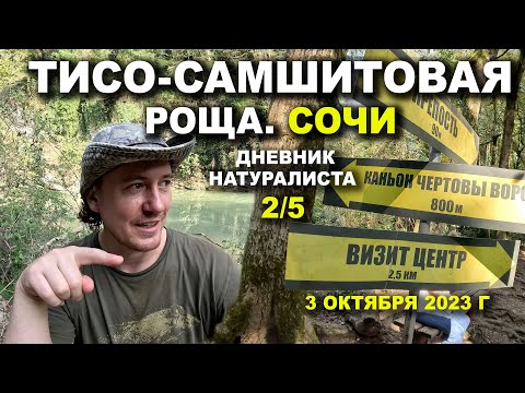Видео: Тисо-Самшитовая Роща. Сочи. 3 октября 2023 г. Дневник натуралиста 2-й из 5