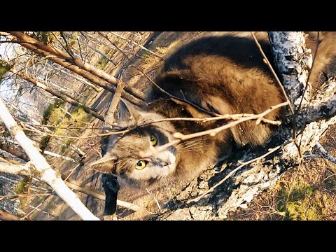 Видео: Неизвестный очень покладистый британец