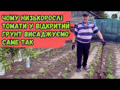 Видео: Чому низькорослі томати у відкритий грунт висаджуємо саме так