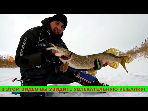 Видео: ОСТАВИЛ ЖЕРЛИЦЫ НА НОЧЬ И НЕ ПРОГАДАЛ!!! ЩУКИ НЕ ПРОХОДЯТ В ЛУНКУ! ОТЛИЧНАЯ РЫБАЛКА НА ЖЕРЛИЦЫ 2025.