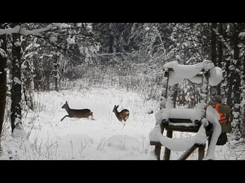 Видео: Загонная ОХОТА. СУПЕР. 9 декабря 2023г.