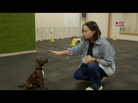 Видео: Зоомир: стаффордширский бультерьер