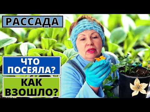 Видео: Что посеяла  на садово-огородный сезон , что взошло и как растёт?