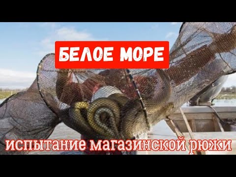 Видео: БЕЛОЕ МОРЕ 🌊 Испытания магазинской мирежи !